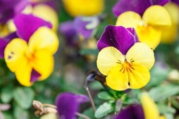 Pensamiento: cómo cuidar la flor más colorida del otoño