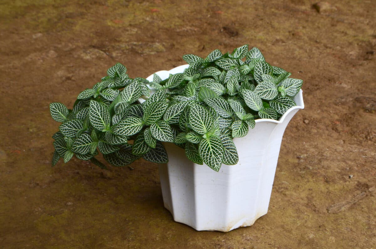 Planta fittonia