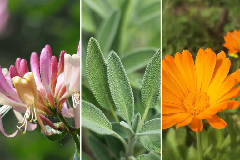 14 plantas resistentes a las plagas para decorar tu jardín