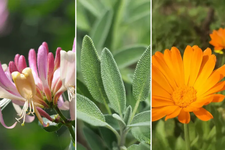 14 plantas resistentes a las plagas para decorar tu jardín