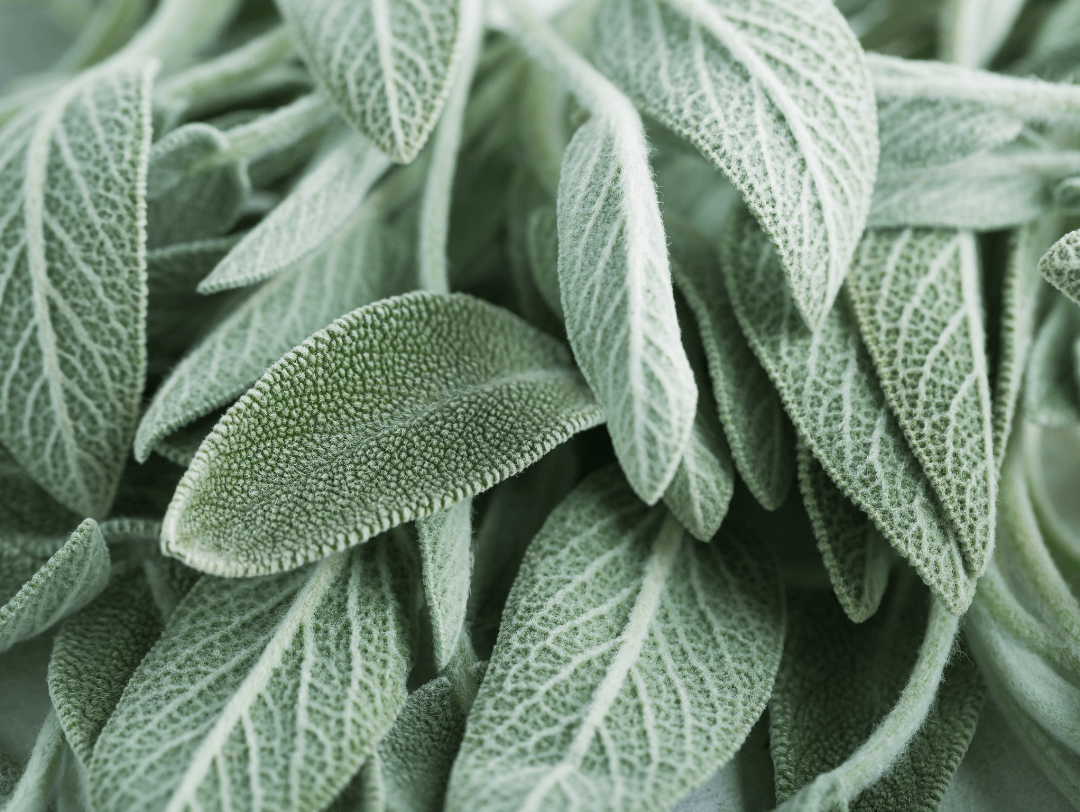 Salvia es resistente a las plagas