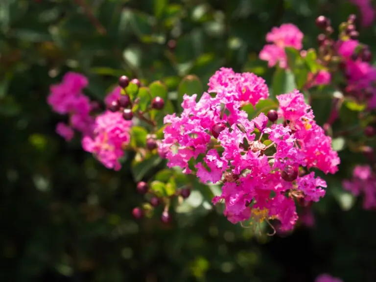 6 secretos para que el árbol de Júpiter esté colorido y frondoso
