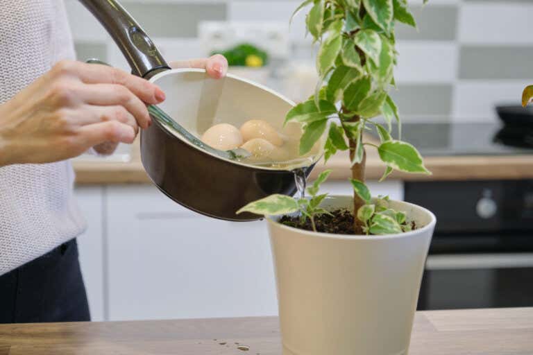 5 beneficios de regar las plantas con agua de cáscara de huevo