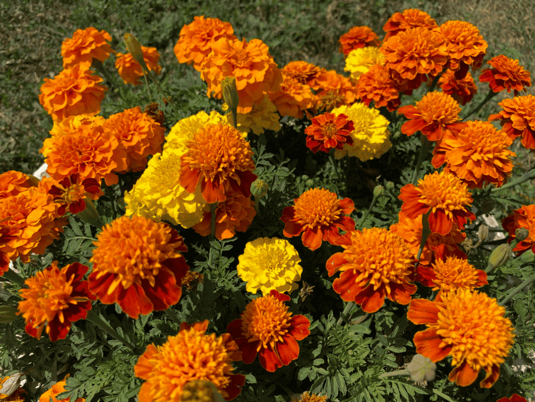 Tagetes