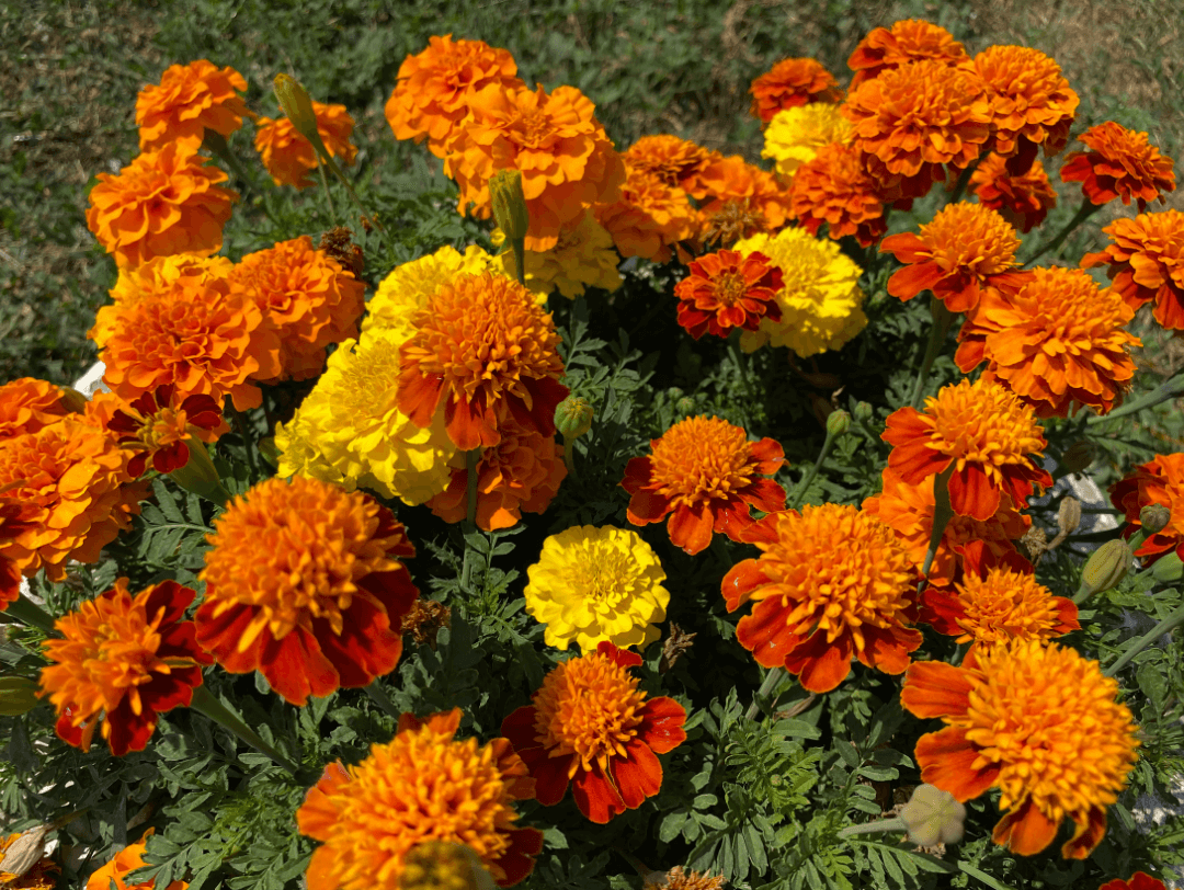Tagetes