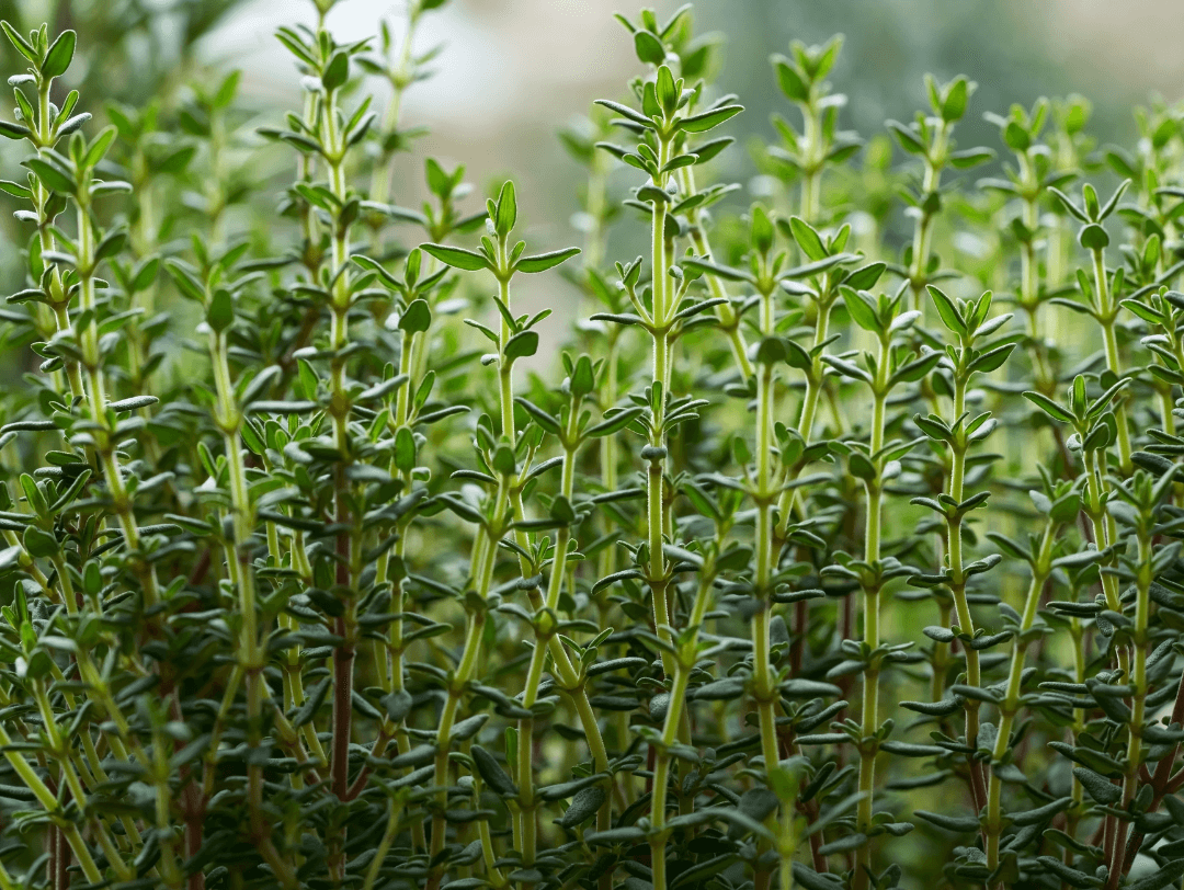 Thymus vulgaris