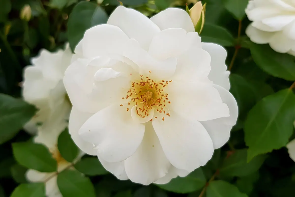 Rosa Almizcle.
