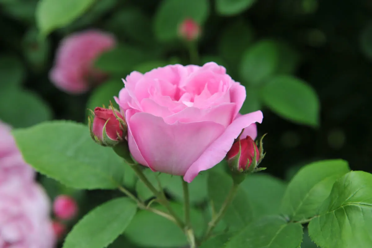 Rosa Bourbon.