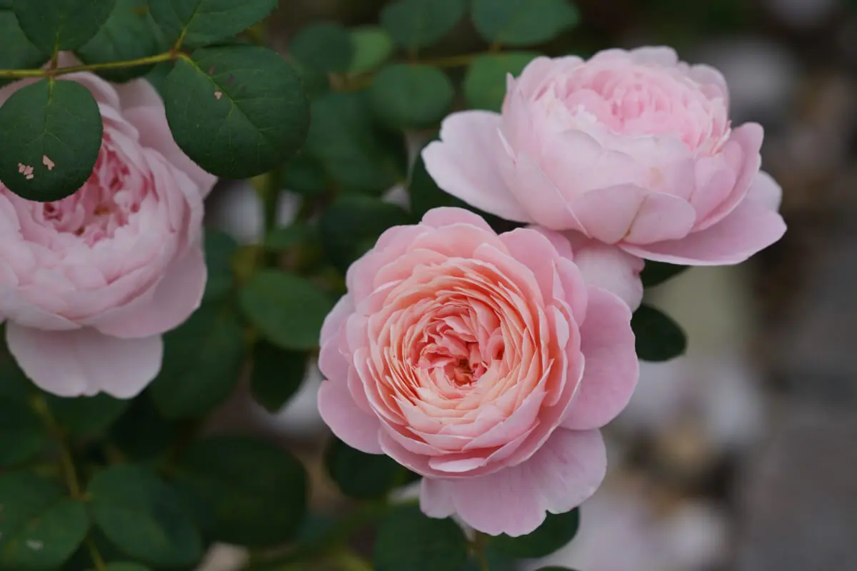 Rosa Centifolia.
