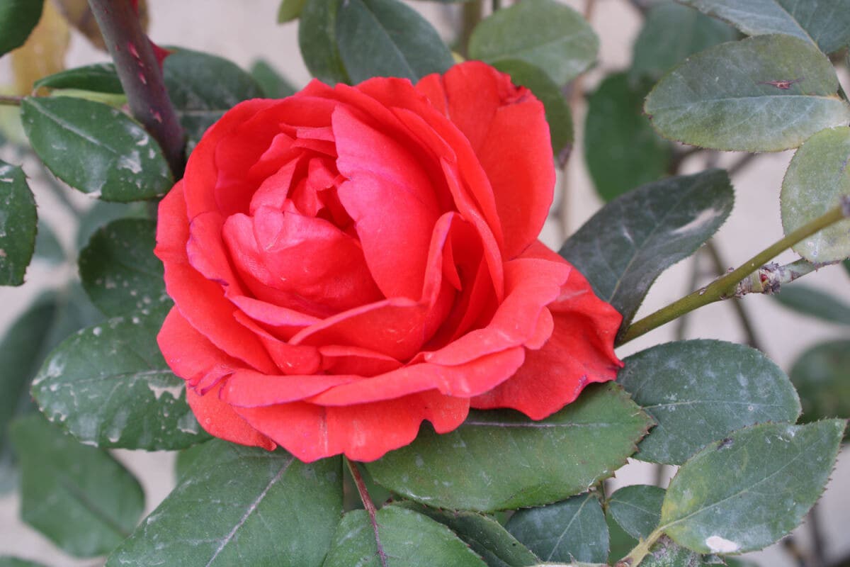 Rosas Chinensis.