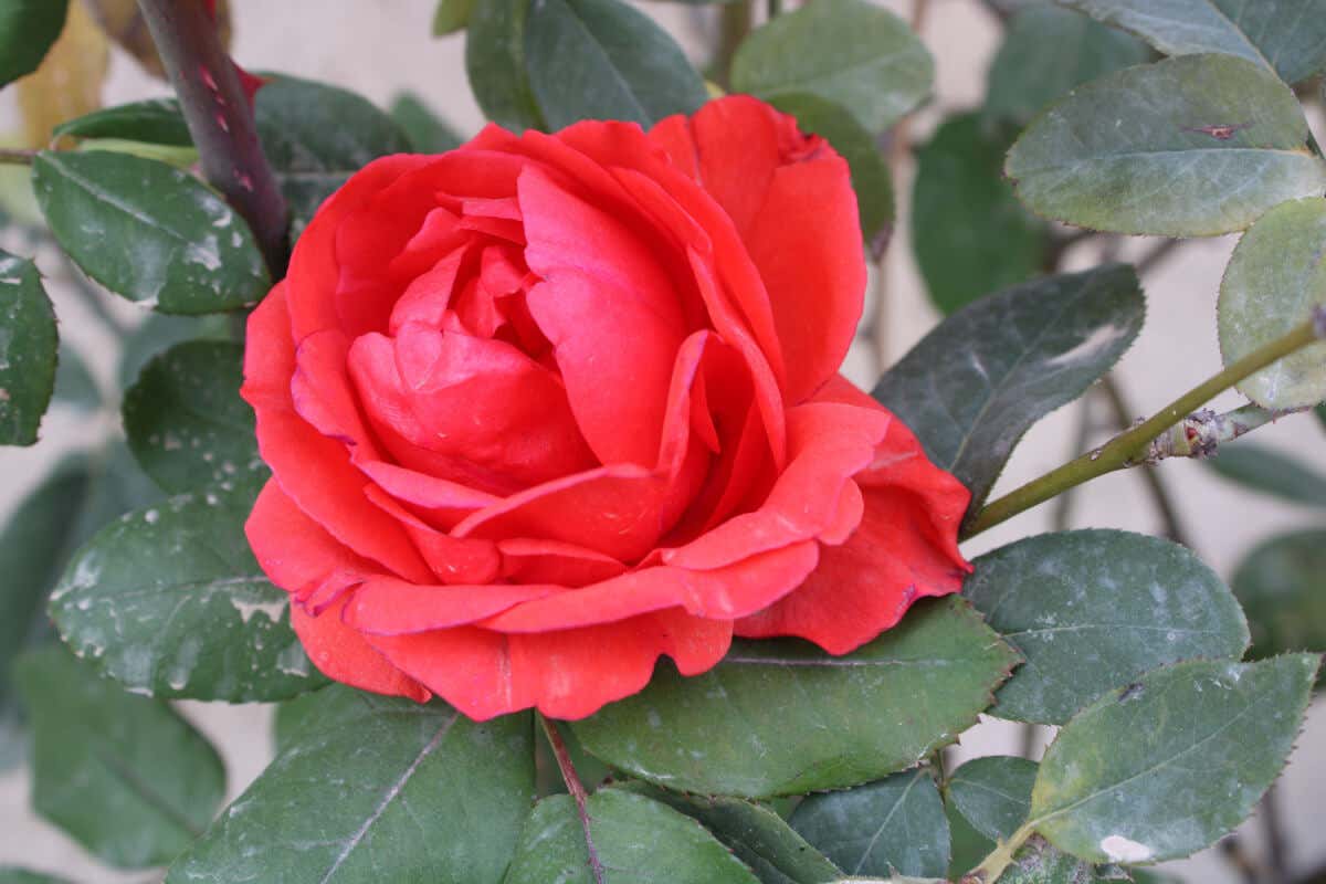 Rosas Chinensis. 