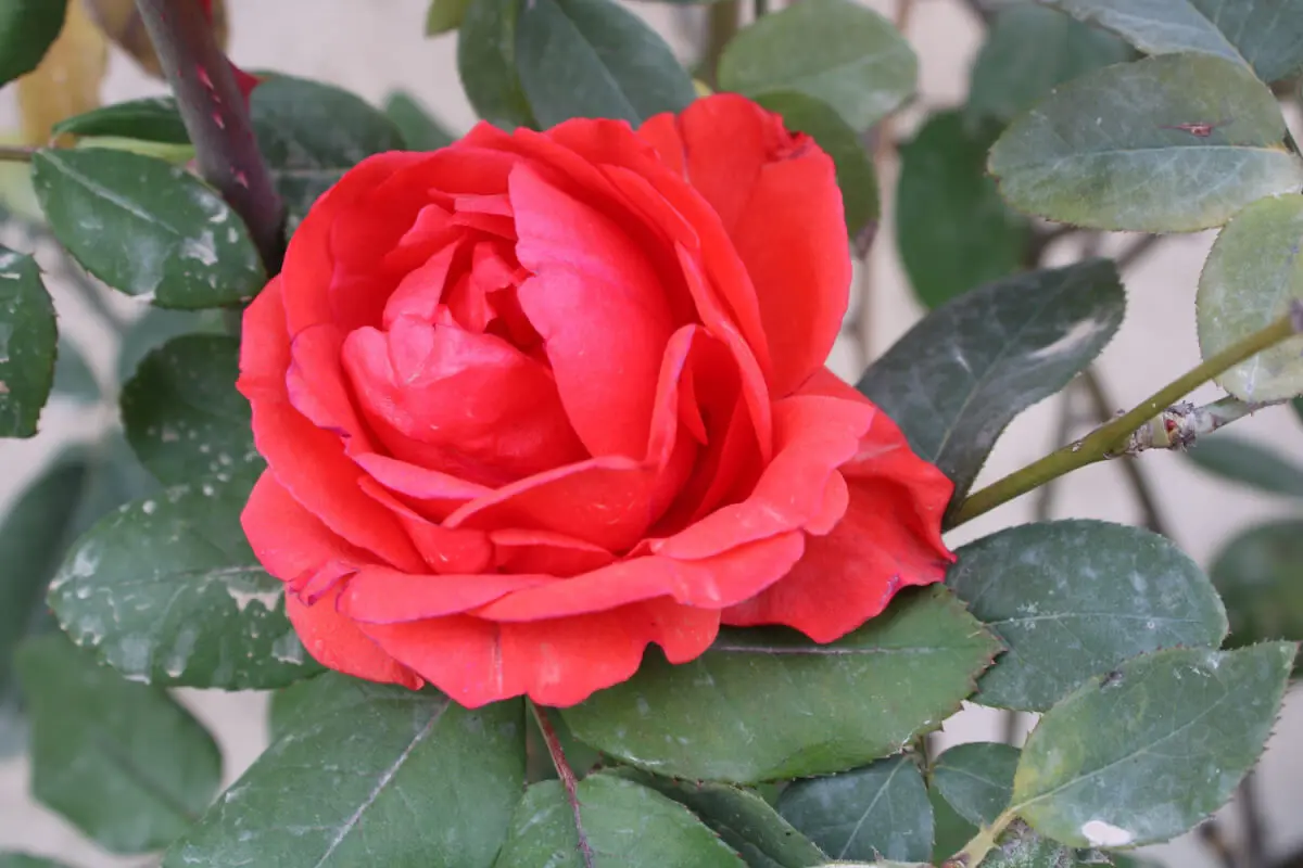 Rosas Chinensis.