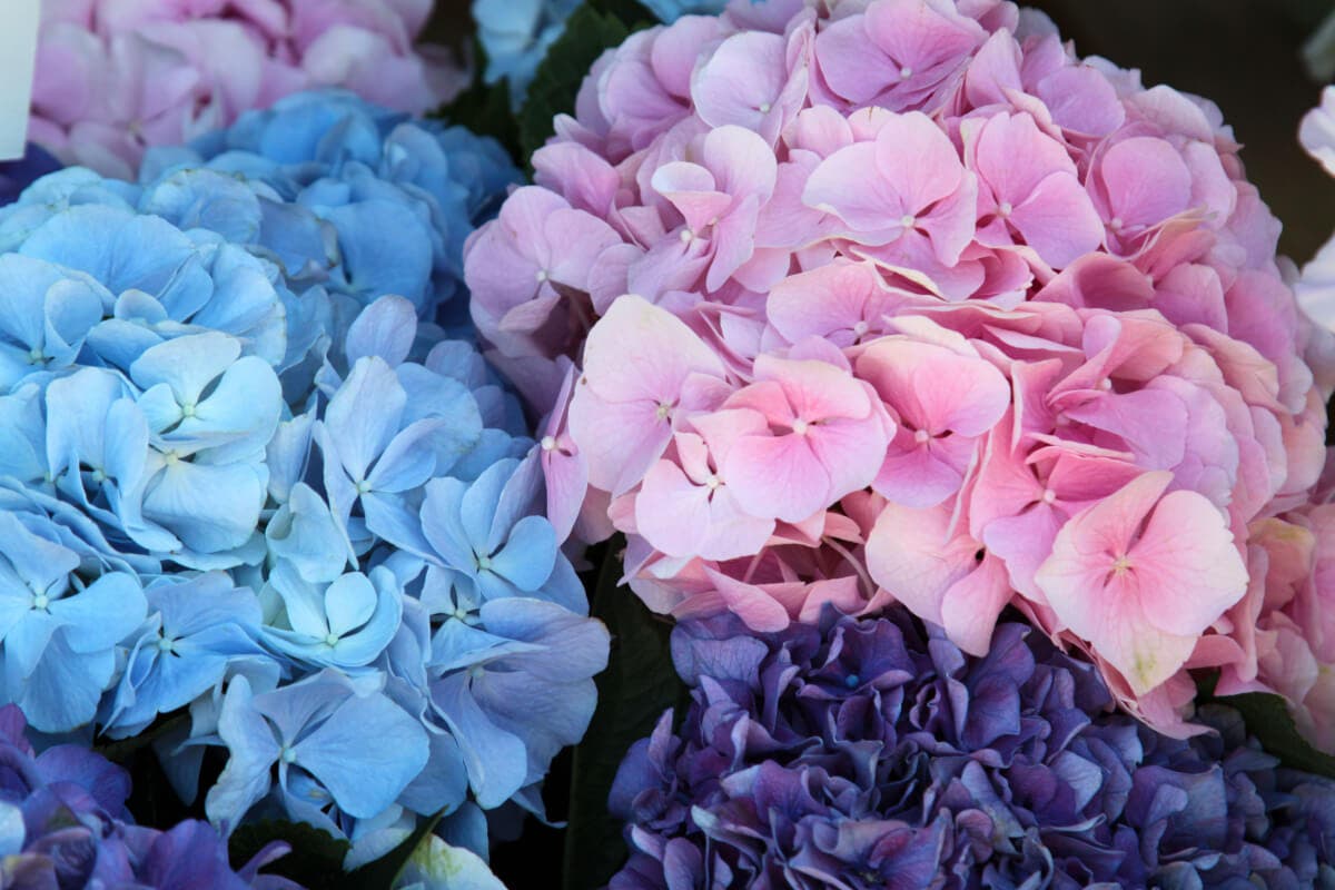 Fleurs d'hortensia.
