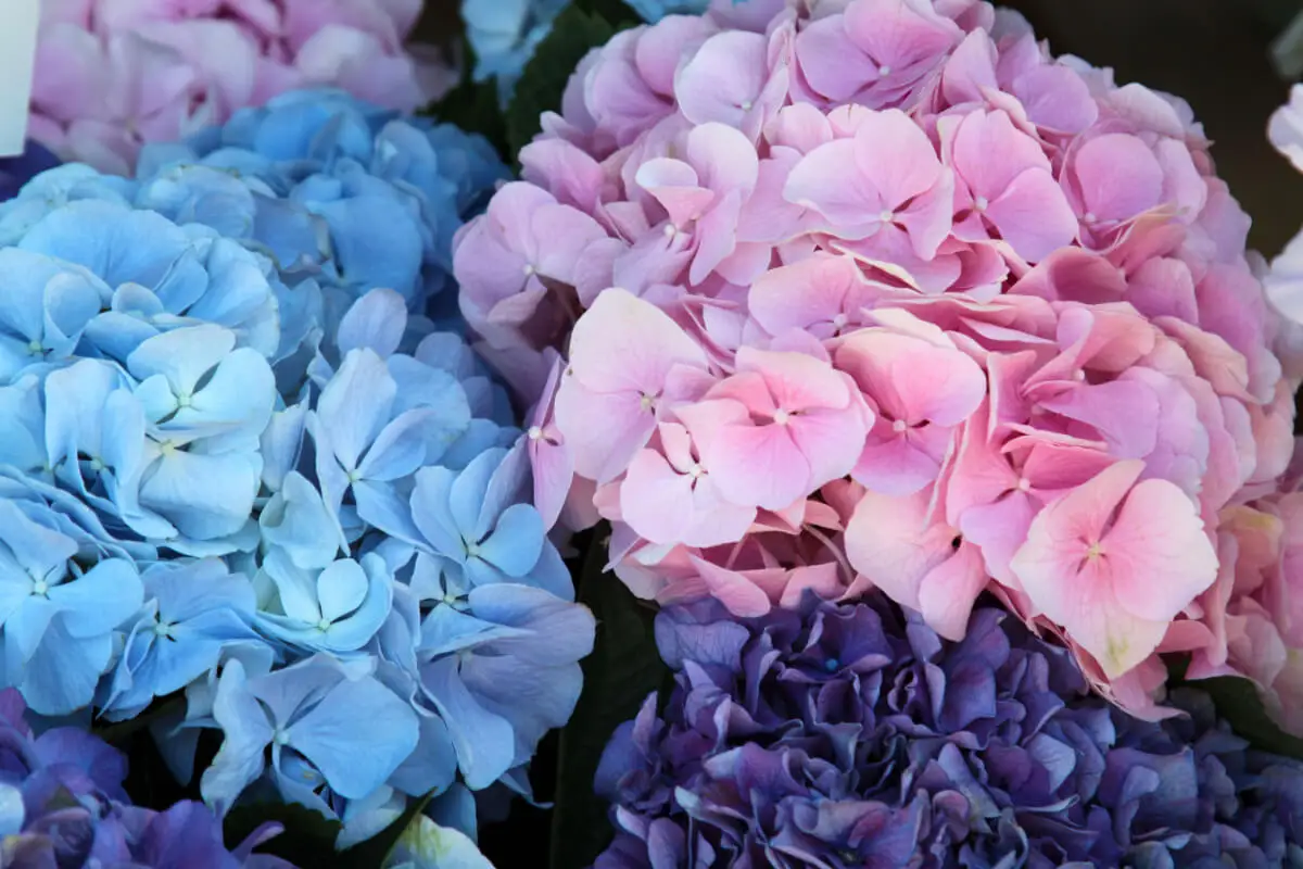 Flores hortensias.