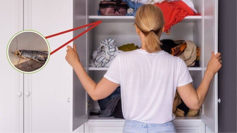5 remedios caseros para eliminar polillas en muebles de madera