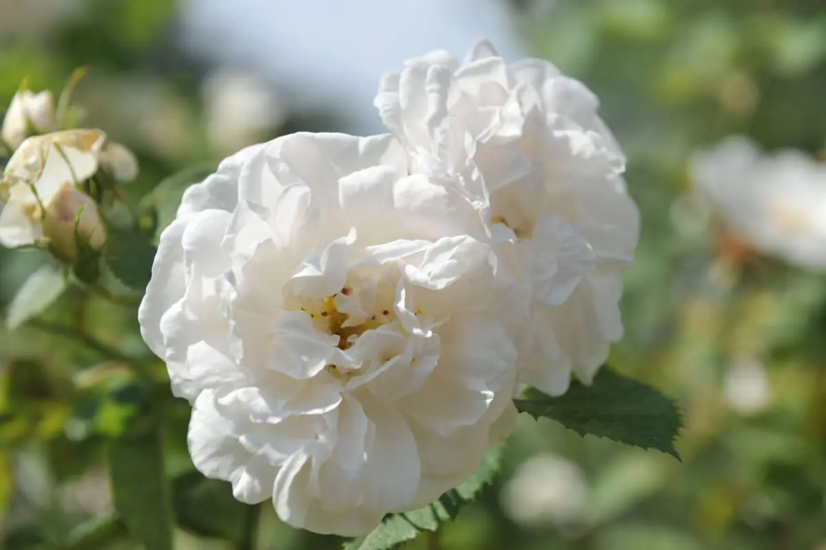 Rosa Alba.
