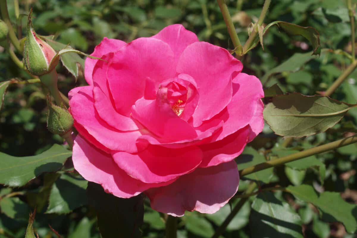Rosa Grandiflora.