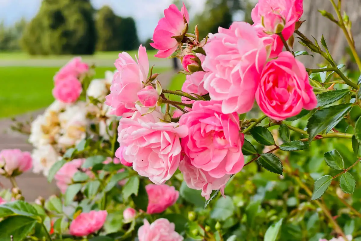 Rosa Polyantha.