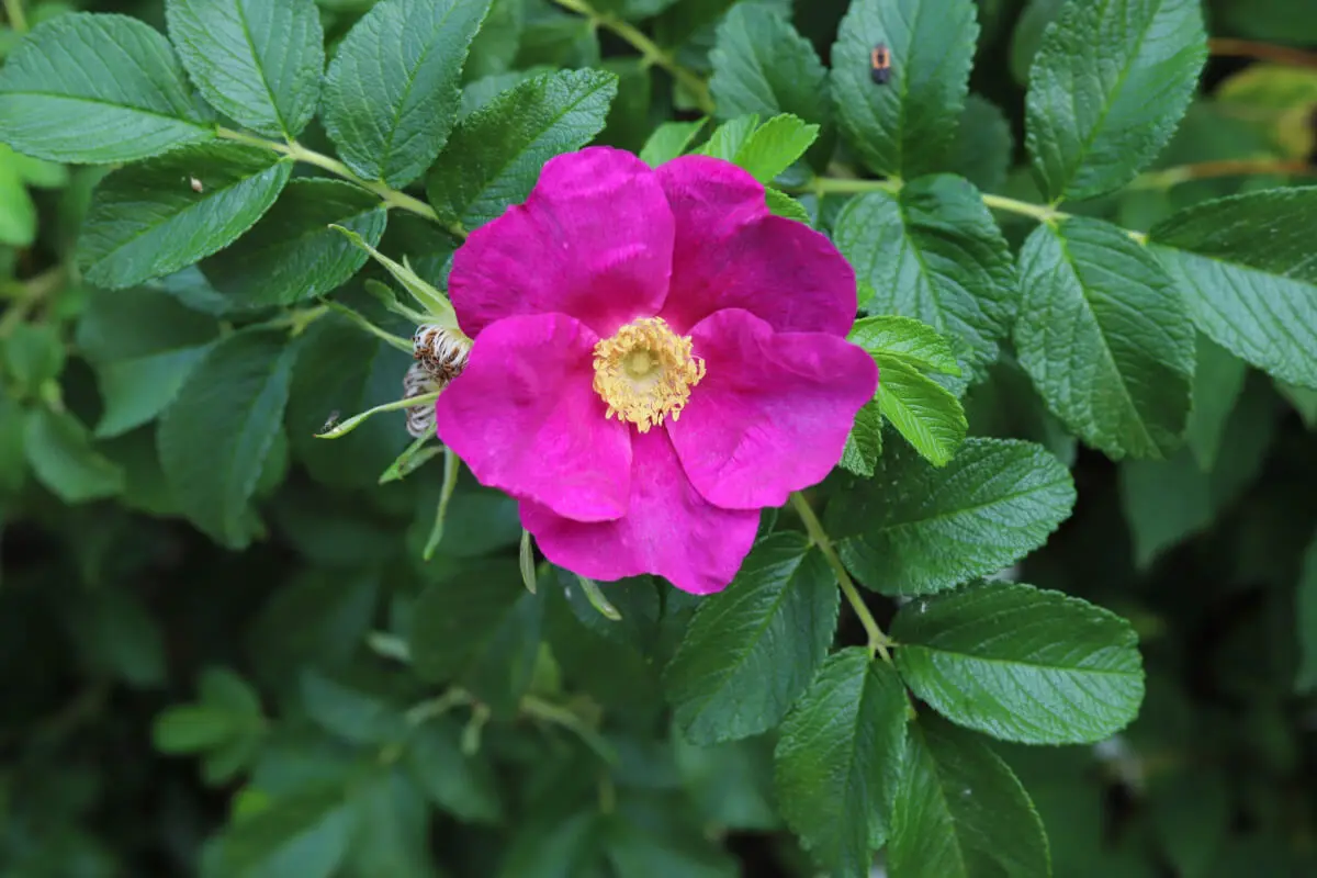 Rosa Rugosa.
