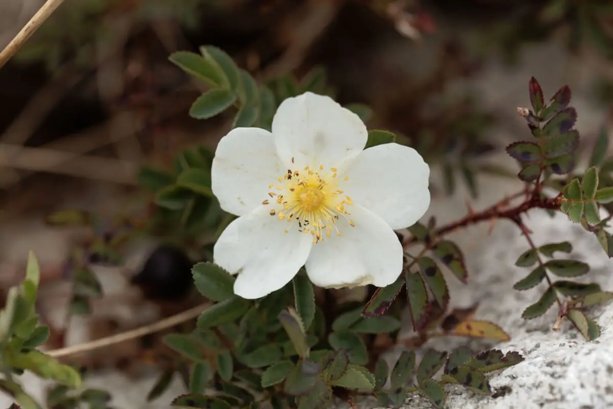 Rosa Spinossisima.
