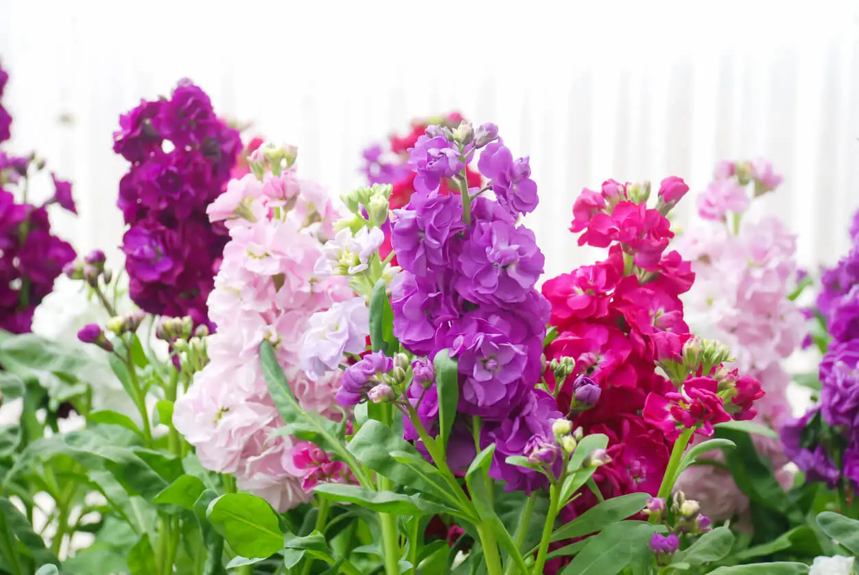 Alelí es una de las plantas que perfumarán tu jardín por las noches