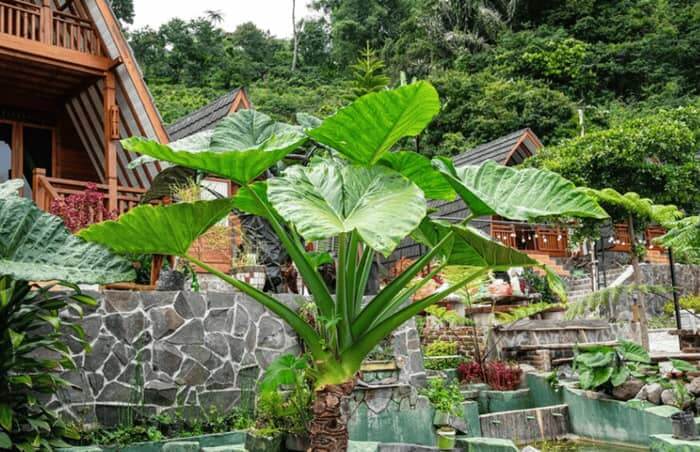 Oreilles d’éléphant.