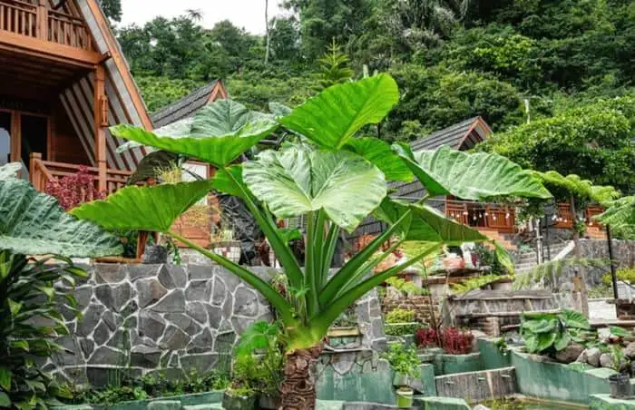 Planta orejas de elefante.