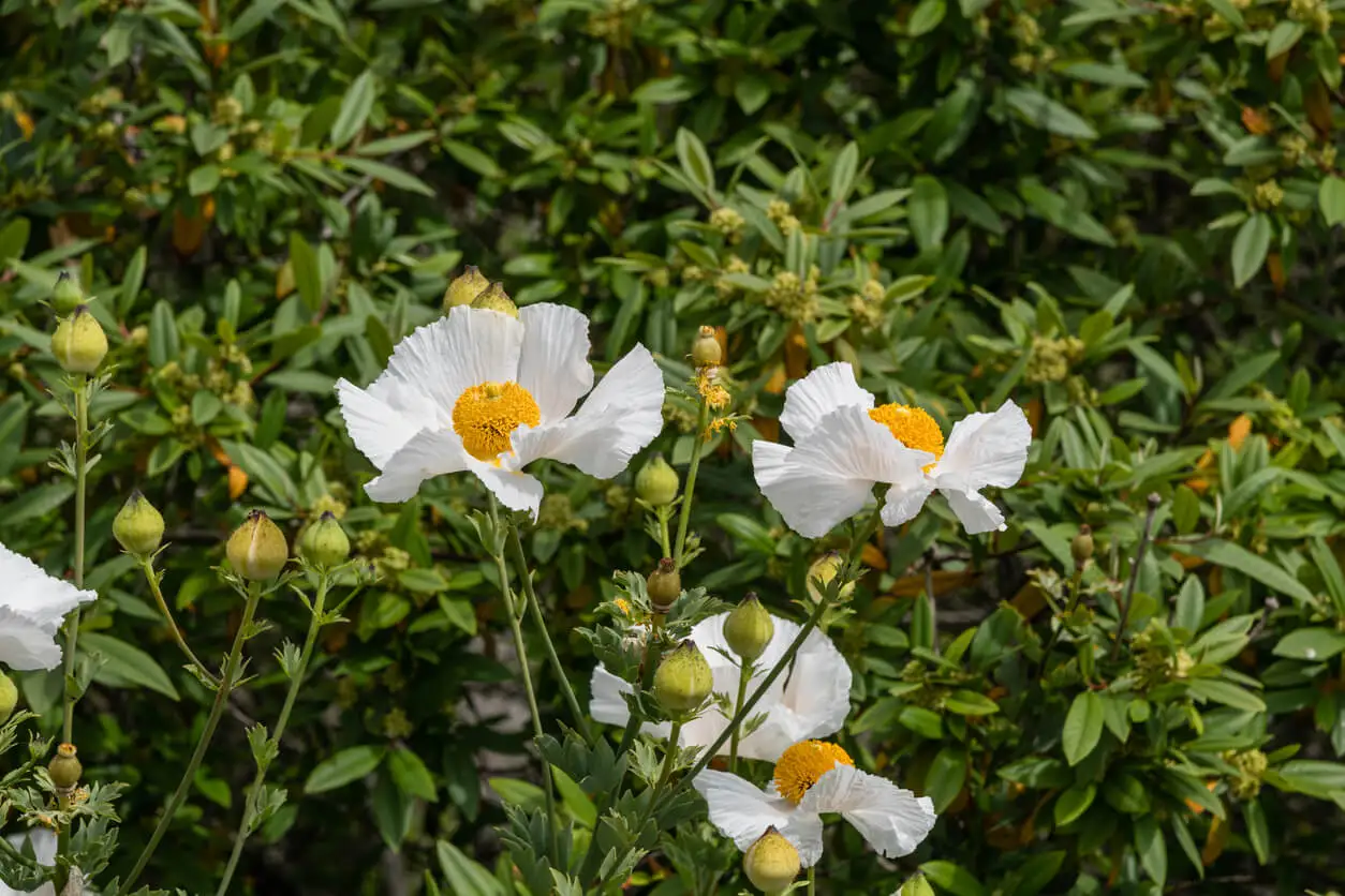 Pavot blanc du Mexique aux feuilles grises