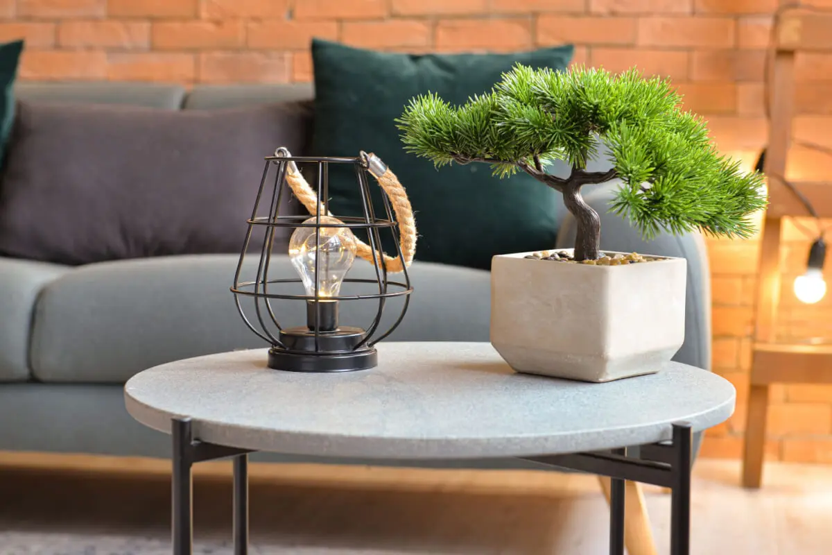Bonsai.