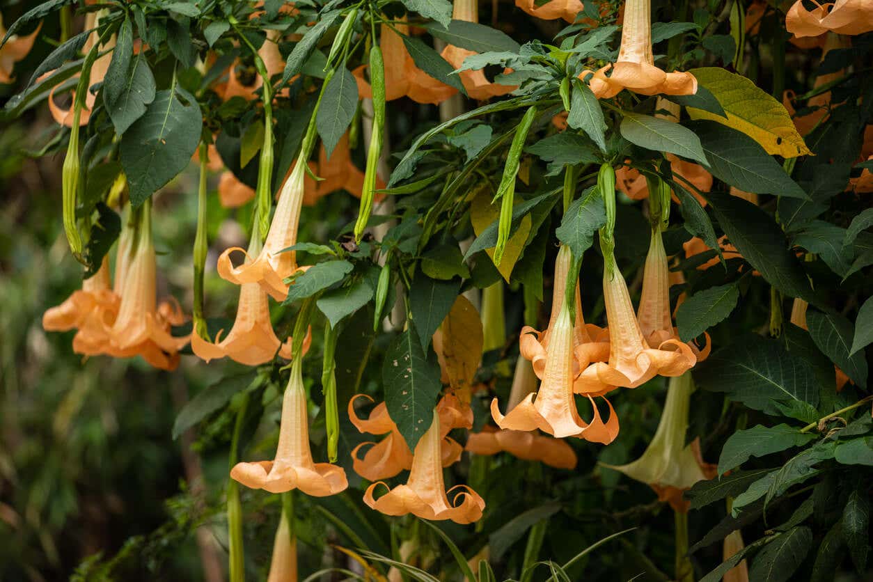 Brugmansia es planta que perfumará el jardín