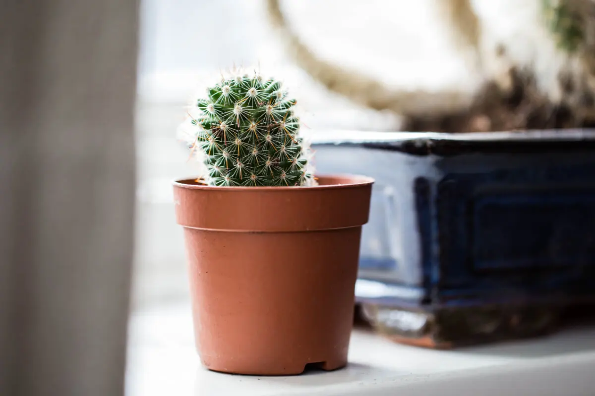 Cactus.