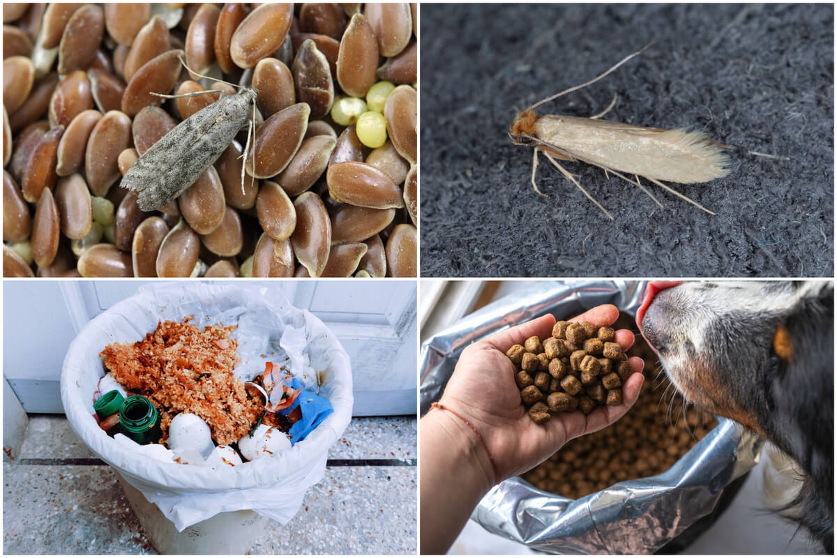 The 10 things that attract moths and other bugs to your home Time News