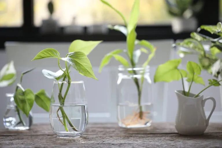 Cómo enraizar esquejes de plantas en agua