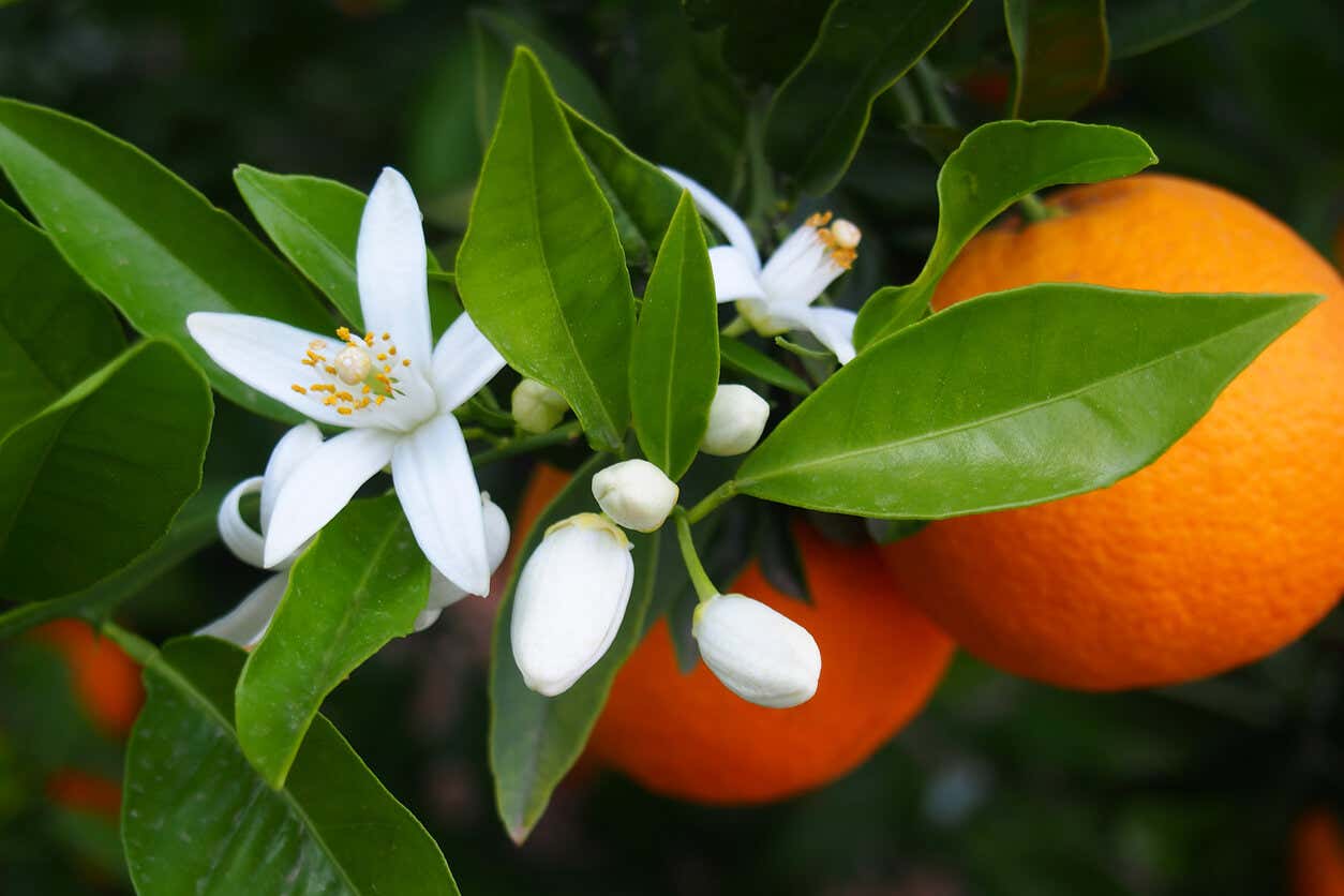 Azahar del naranjo es una de las plantas que perfumarán jardín de noche