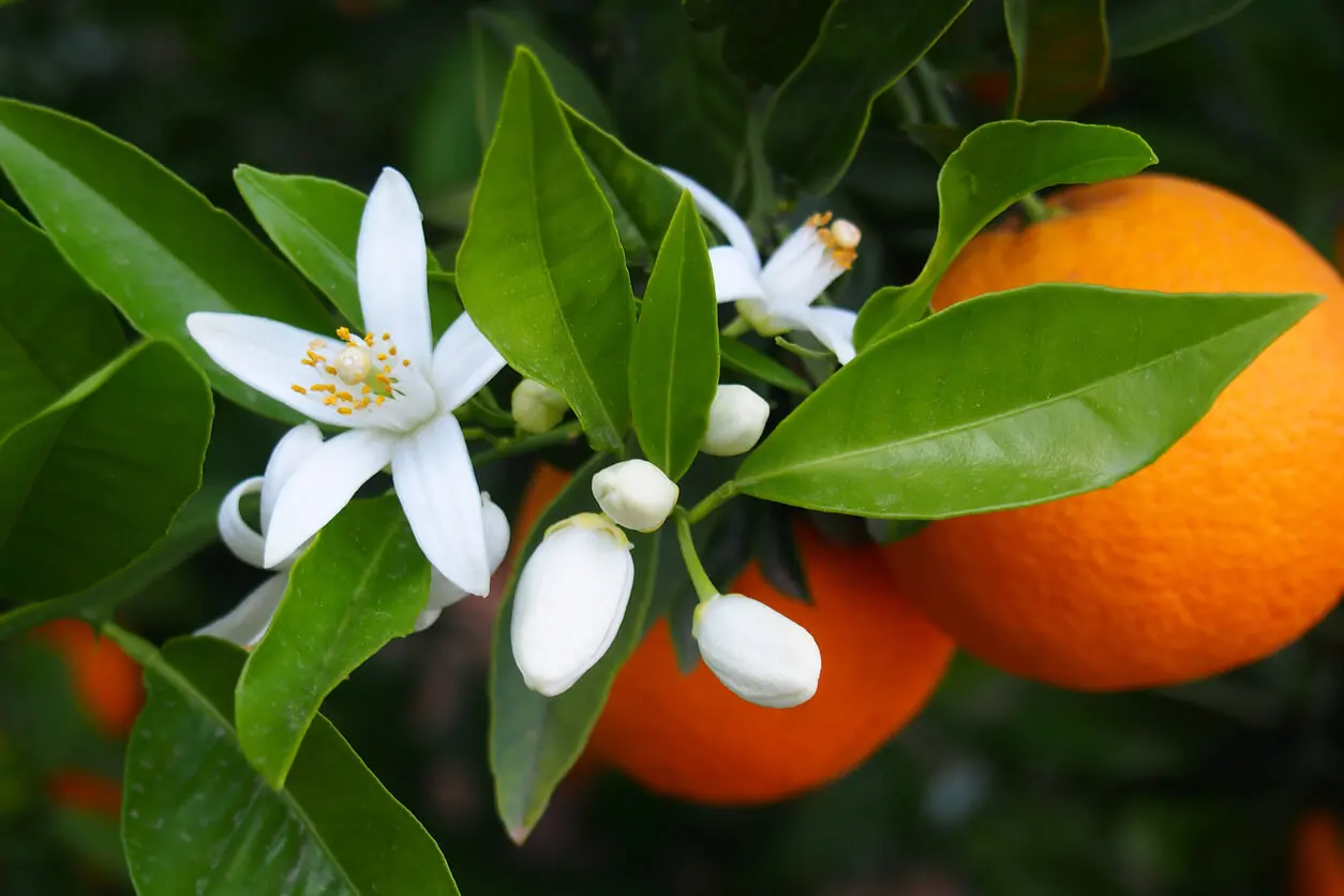 Azahar del naranjo es una de las plantas que perfumarán jardín de noche