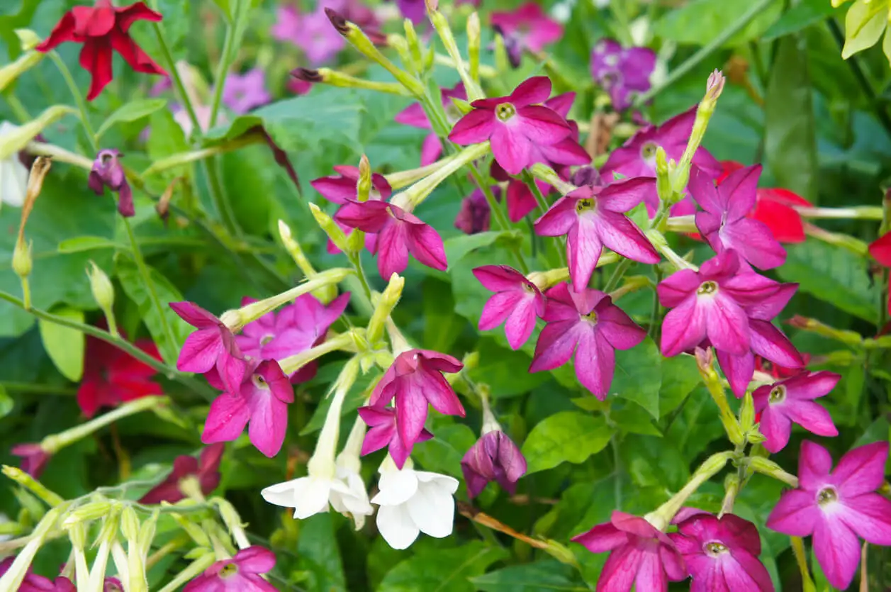 Nicotiana con flores