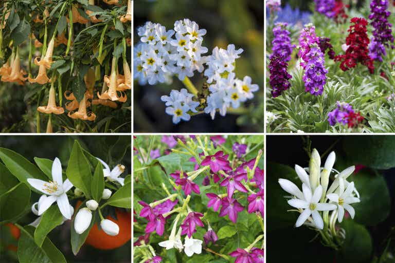 19 plantas que perfumarán tu jardín en las noches