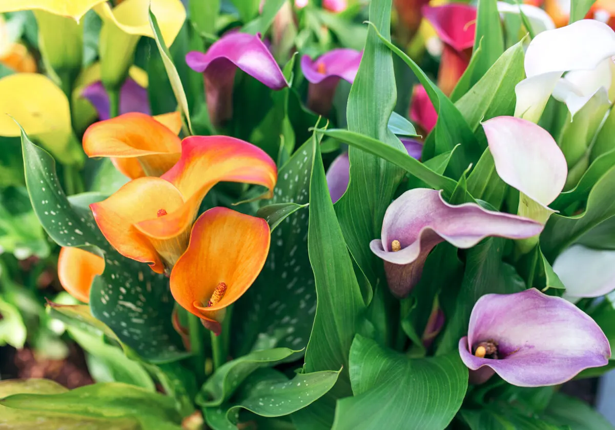 Flores calas.