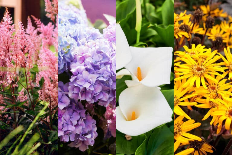 9 mejores plantas de jardín para climas lluviosos