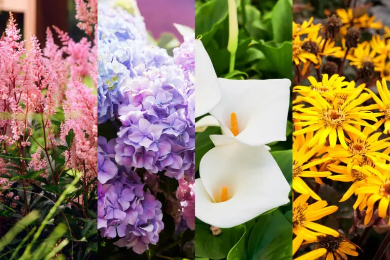 9 mejores plantas de jardín para climas lluviosos