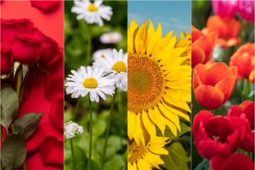 8 mejores flores para pedir perdón