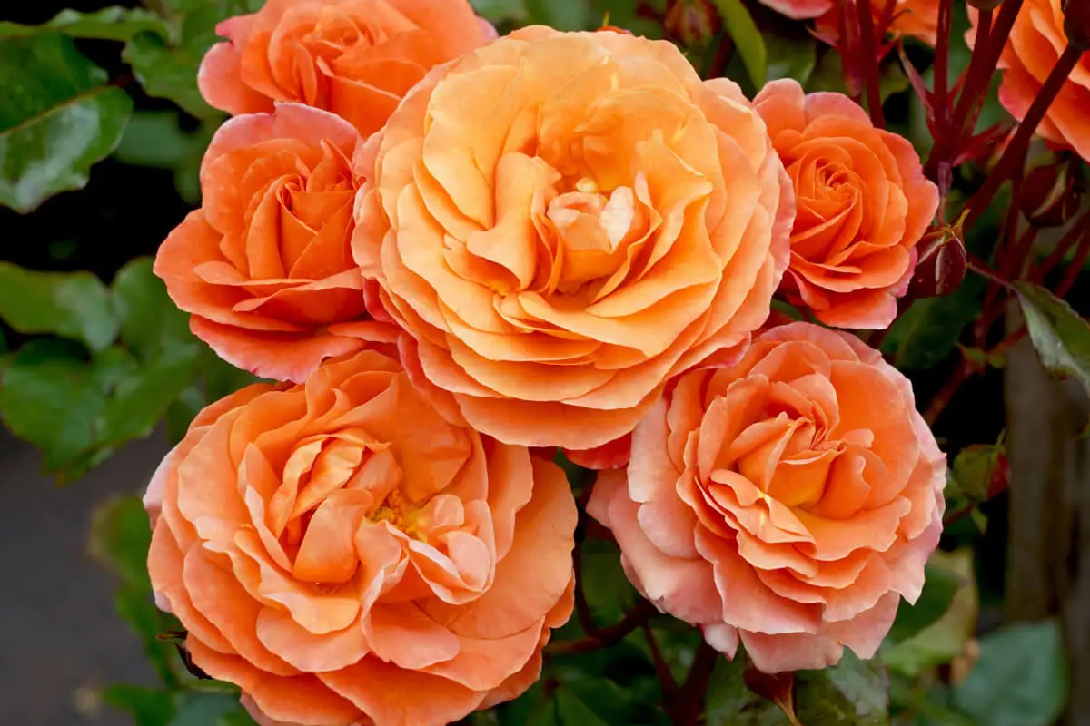 Rosas Floribundas.