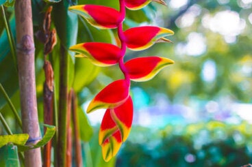 Guía para cultivar heliconia en casa y tener flores hermosas