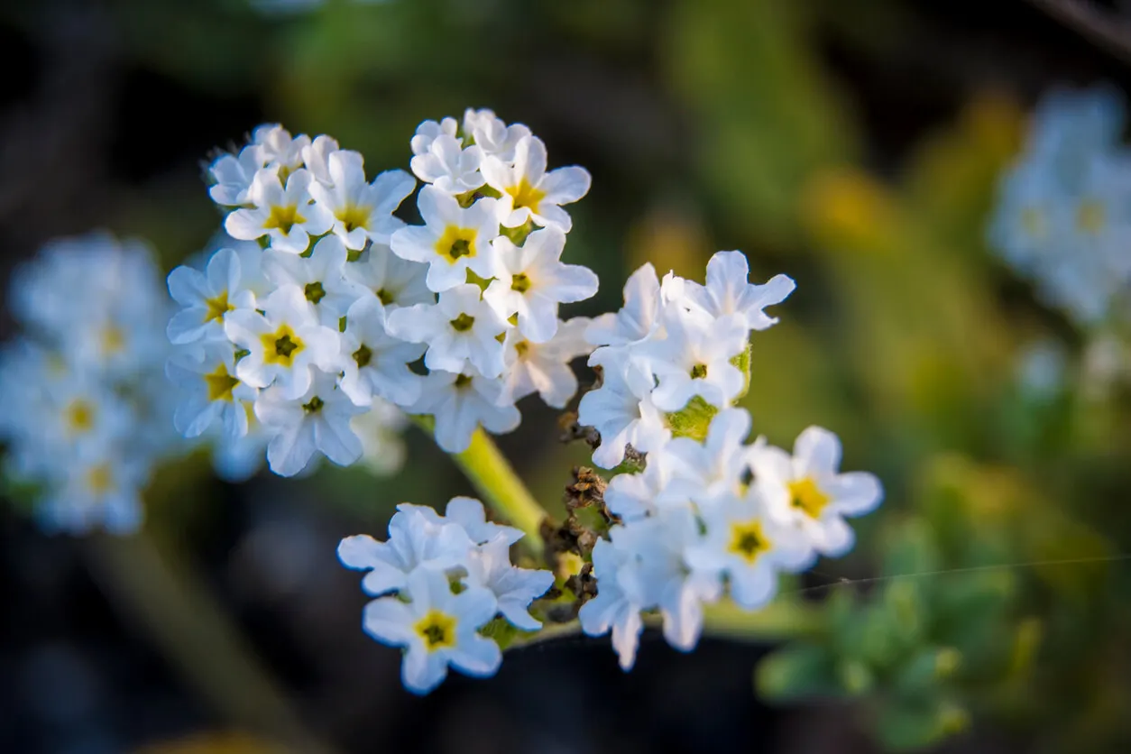 Heliotropo que perfuma el jardín