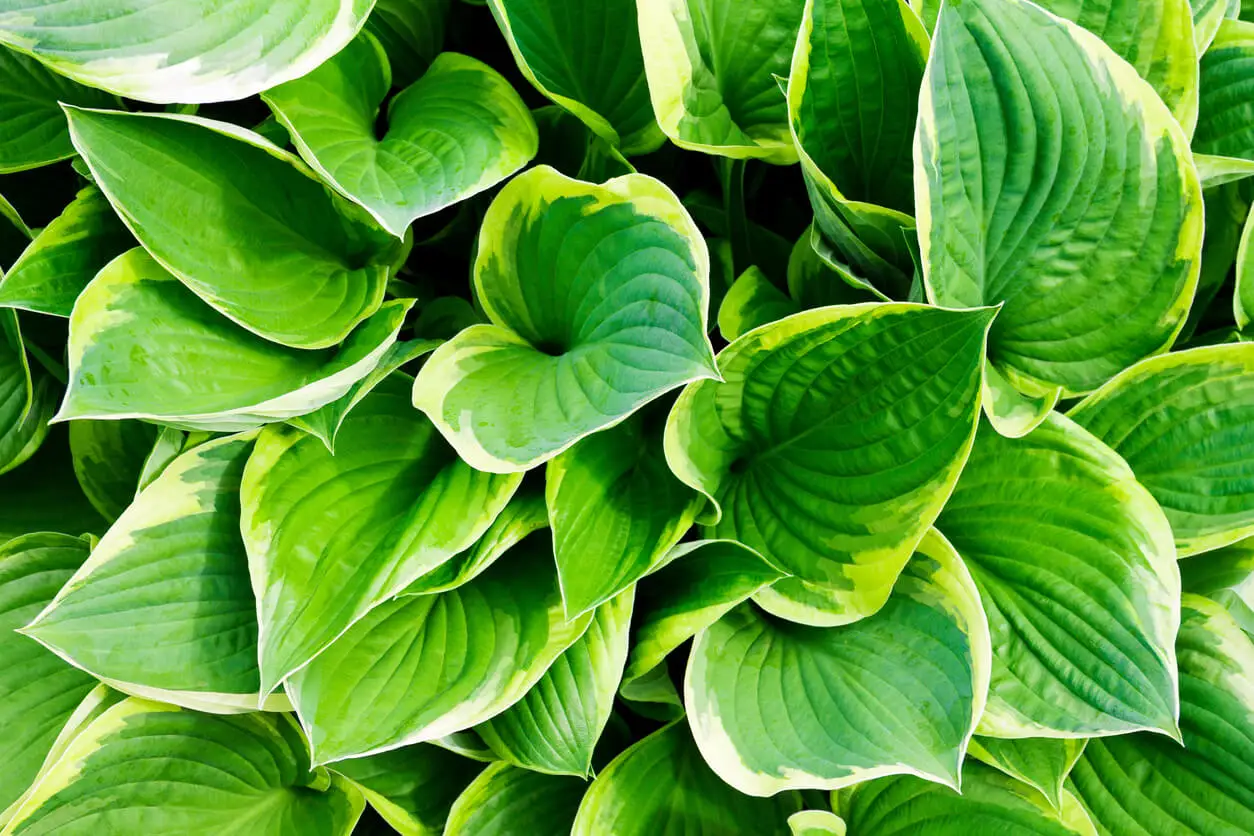 Hostas son plantas para climas lluviosos