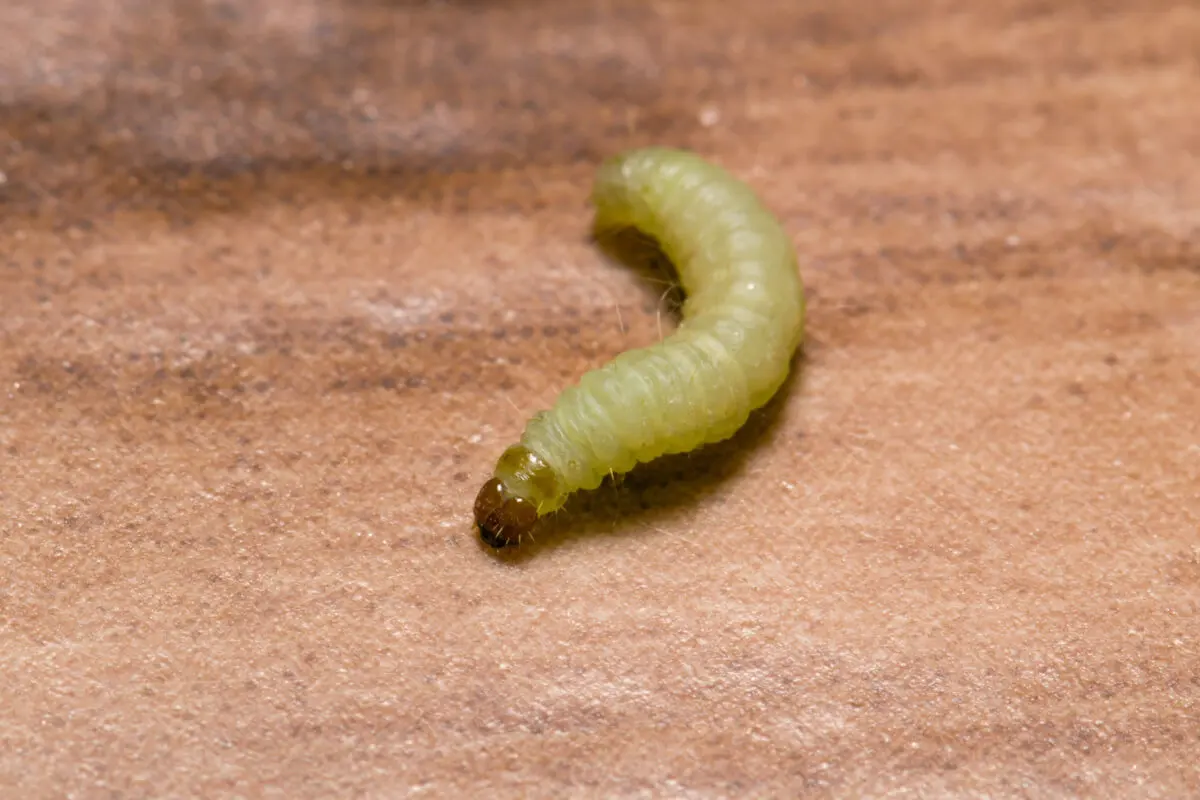Larvas de polillas de la madera.