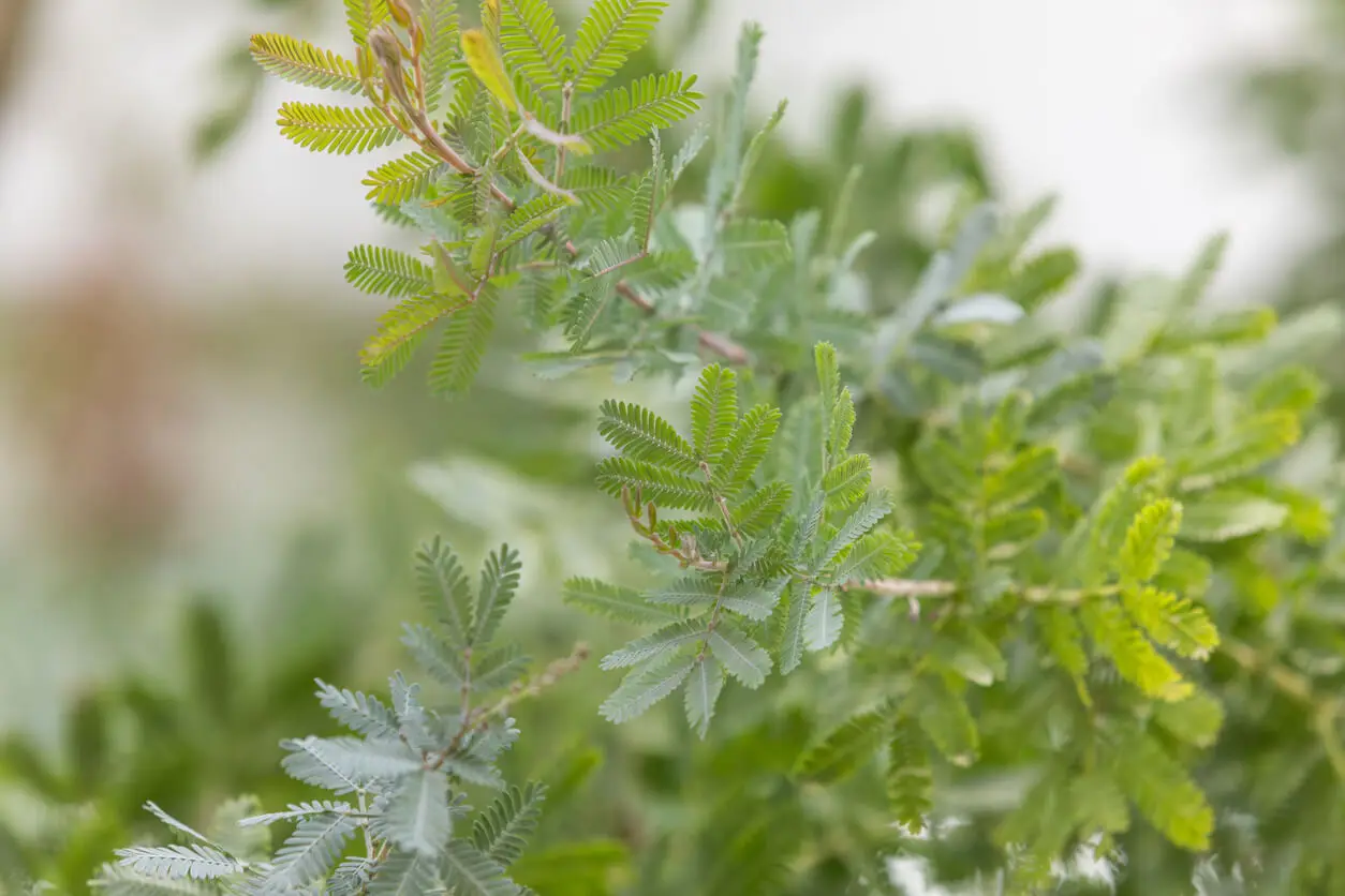 mimosa doré