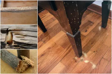 6 daños que pueden causar las larvas de polilla en tus muebles de madera