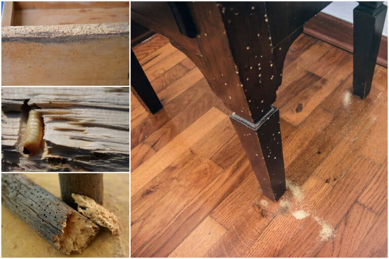 6 daños que pueden causar las larvas de polilla en tus muebles de madera
