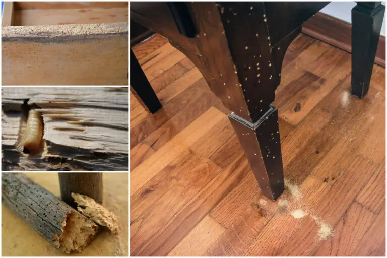6 daños que pueden causar las larvas de polilla en tus muebles de madera